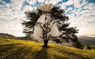 How to Save Money on Tree Work