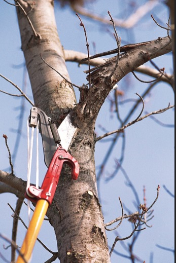 Pruning Tips for Homeowners