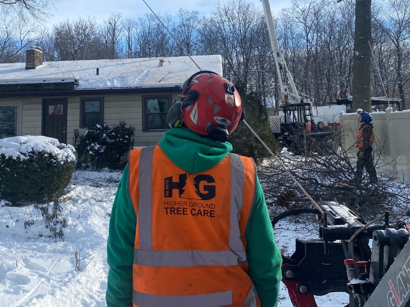 Higher Ground Tree Care ground consultant assessing a tree before a removal on a winter day in Elkhart, IN.