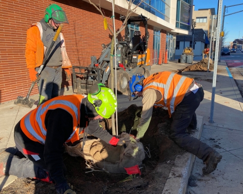 A team of Higher Ground Tree Care ground crew planting some trees on a sidewalk in Niles, MI.