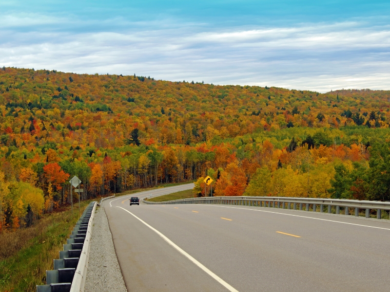 Trees in Michigan during fall season.