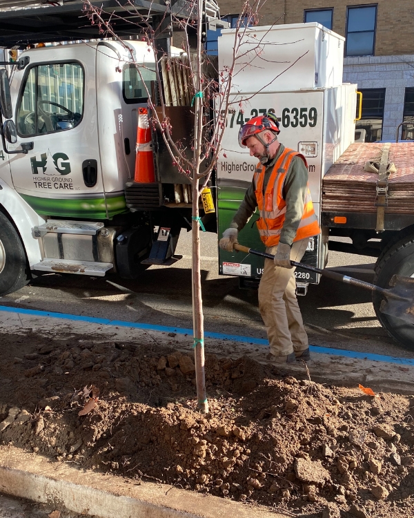 A guy with a spade in front of the Higher Ground Tree Care truck planted a tree on the sidewalk in Edwardsburg, MI.