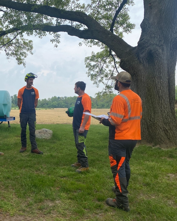 Higher Ground Tree Care team inspecting an oak tree before doing PHC services on a residence in Edwardsburg, MI.