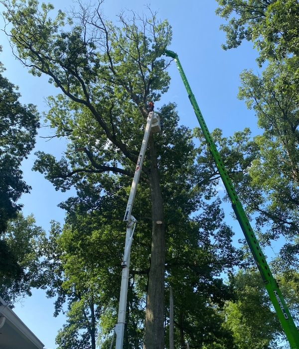 Crane and bucket crane og Hogher Ground Tree Care, removing some dead branches of a tree in Elkhart, IN.