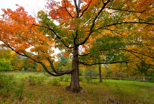 A single oak tree across an empty property in Elkhart, IN.