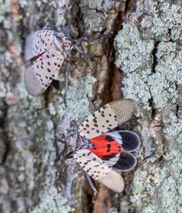 Spotted lantern fly are tree pest to watch for on your trees in Elkhart, IN.