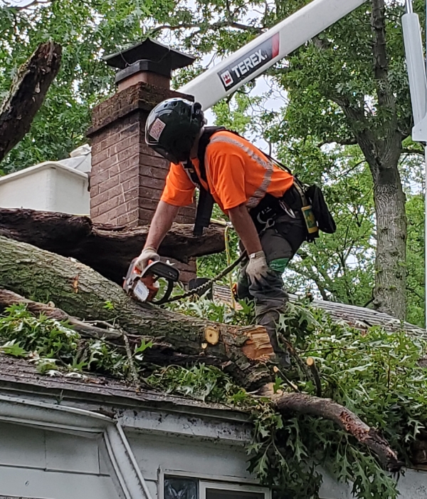 An arborist with a helmet for safety doing an emergency tree removal of a storm fallen tree in Michiana, IN.