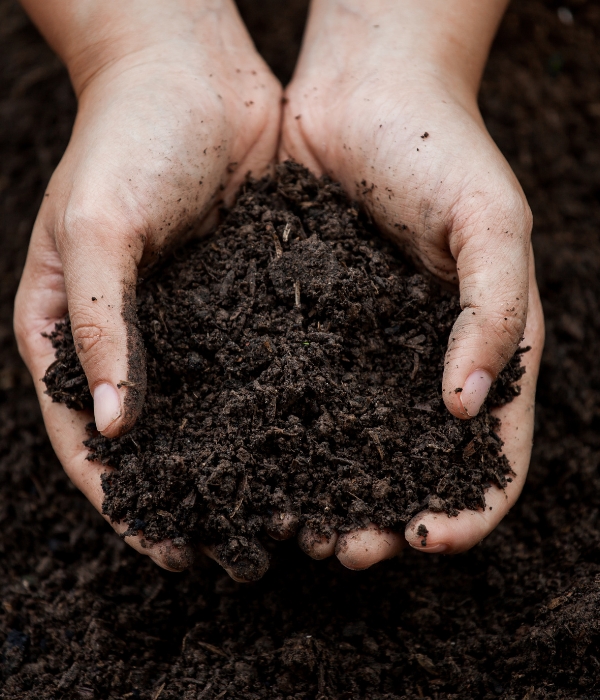 A close up look on the two hands with soil that needs fertilization.