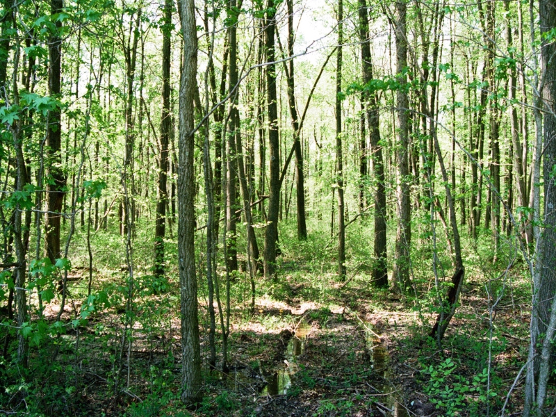 A forest full trees during summer in Indiana.