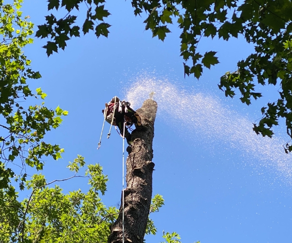 An arborist doing a tree removal on a property in Granger, IN on a clear summer sky.