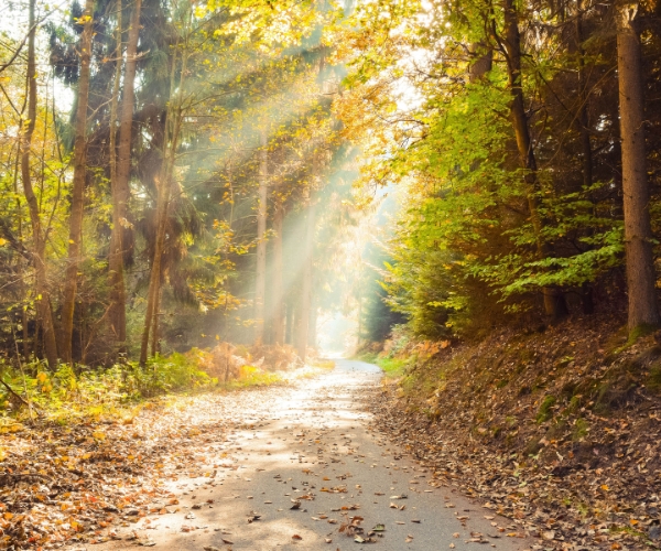 A park trail during fall in Indiana.