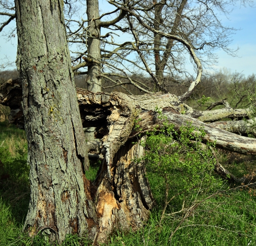 A fallen oak tree after a storm in Mishawaka, IN.