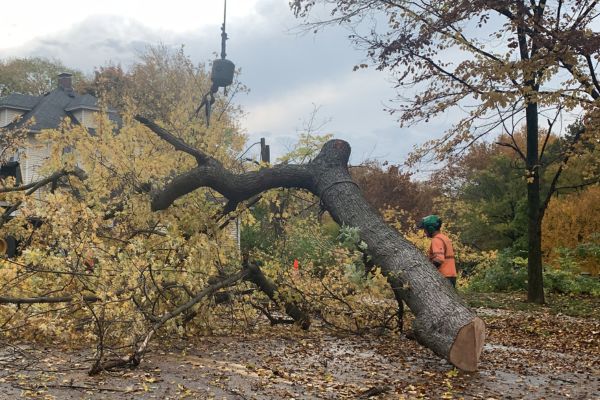 Tree removal with a crane in Mishawaka, IN