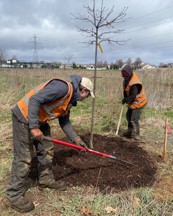 Tree crew of Higher Ground Tree Care planting a tree on an open property in Mishawaka, IN.