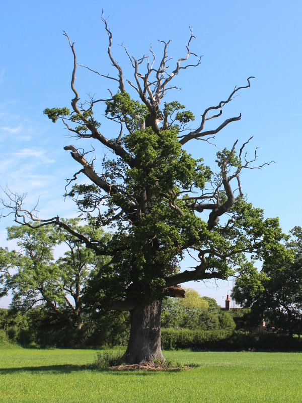 old and dying branches of an oak tree living across a green field on a sunny day in Mishawaka, IN.