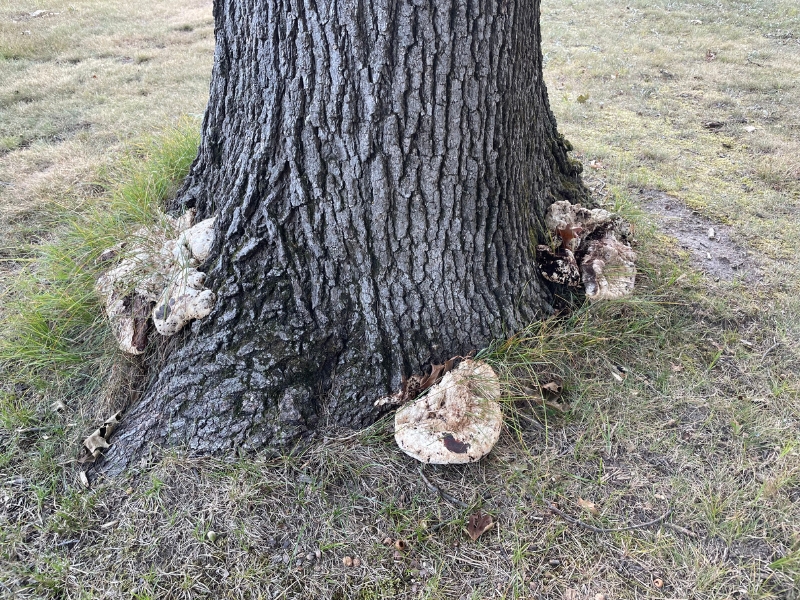 A close up look of fungi growing at the base of the tree, signs of a tree infection and is a common disease for trees in Michiana.