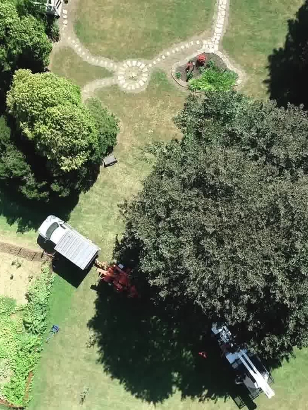 A property in Michigan with trees ready to be pruned on a summer day.