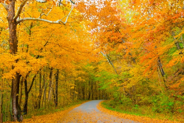 Trees in Indiana during fall season.