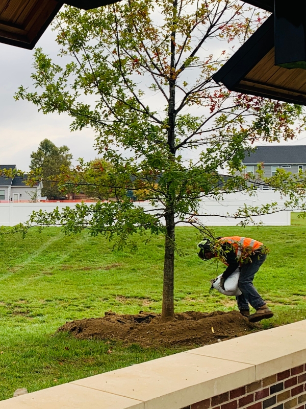 Newly planted tree by a tree crew of Higher Ground Tree Care on an empty lot in Granger, IN.