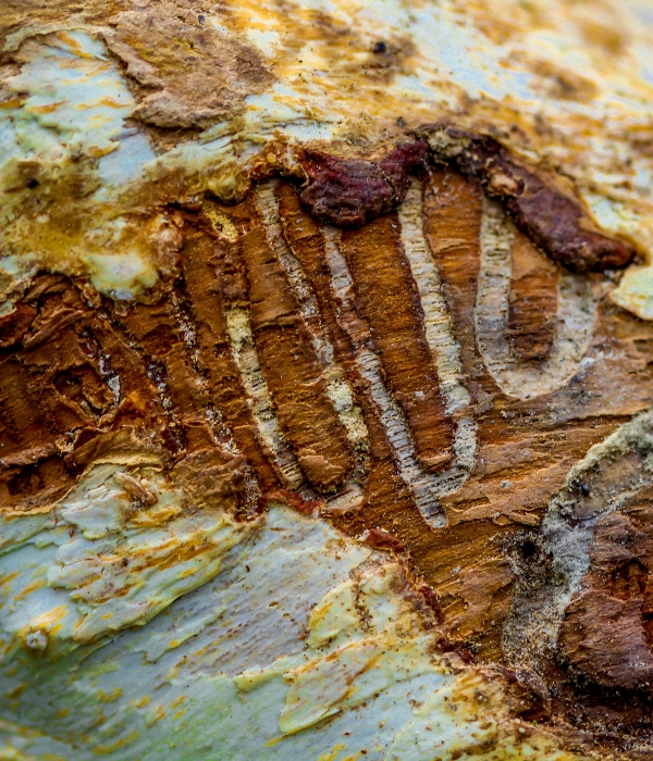 A close up look on the trails of an Emerald Ash Borer on an Ash Tree in South Bend, IN.