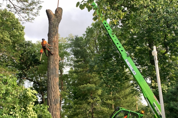 An arbortist and a tree crane removing a tree on a property in South Bend, IN.