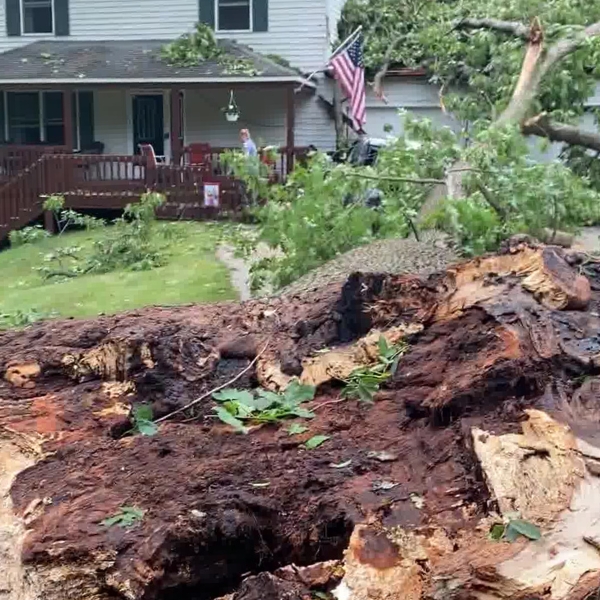 A fallen tree after a storm in South Bend, IN.