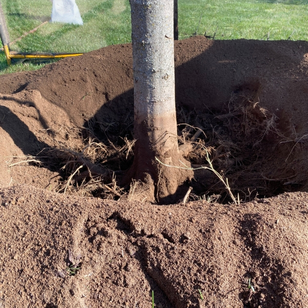 Tree replanting on a property in South Bend, IN.