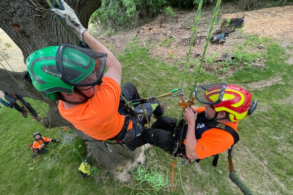 two arborist harnessed to an oak tree for a tree pruning in South Bend, IN.