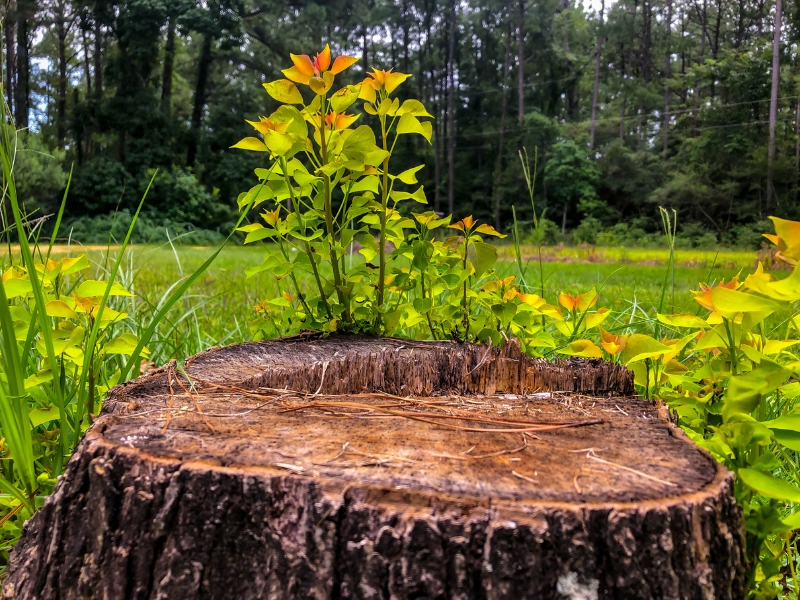 A tree stump remained after a tree removal was done in Elkhart, IN.