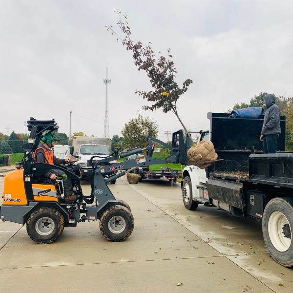 A tree being transported to a residential location to be planted by Higher Ground Tree Care crew in Michiana.