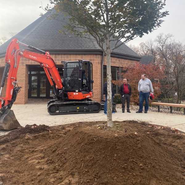 Transplanting a tree in Michiana as a tree service by Higher Ground Tree Care.