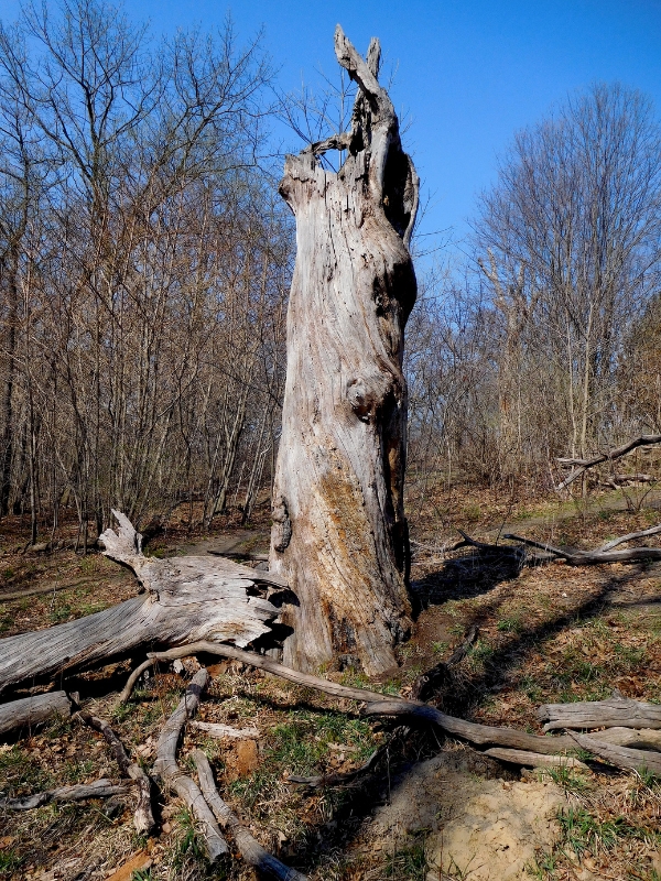 A dead tree that needs to be removed in a residential property in Michiana.