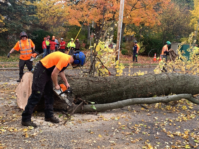 Ground tree team, cutting the trunk after a tree removal in Granger, IN.