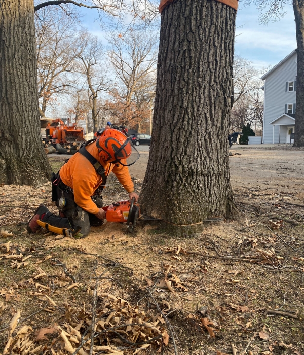 Tree arborist removing a tree in Michiana from Higher Ground Tree Care team.