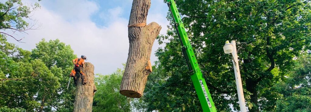 Higher Ground Tree Care carefully removing a tree with the help of a crane near South Bend, IN.