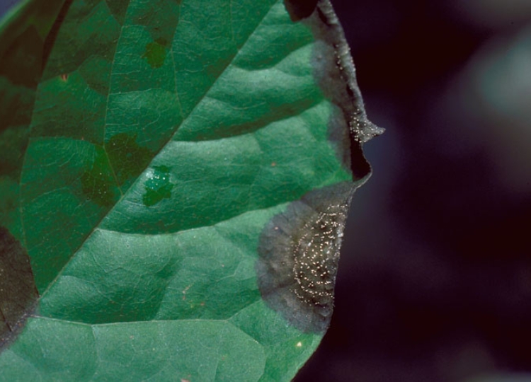 The symptoms of anthracnose on a leaf.