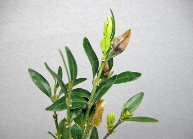 Leaves from a boxwood displaying the signs of boxwood blight.