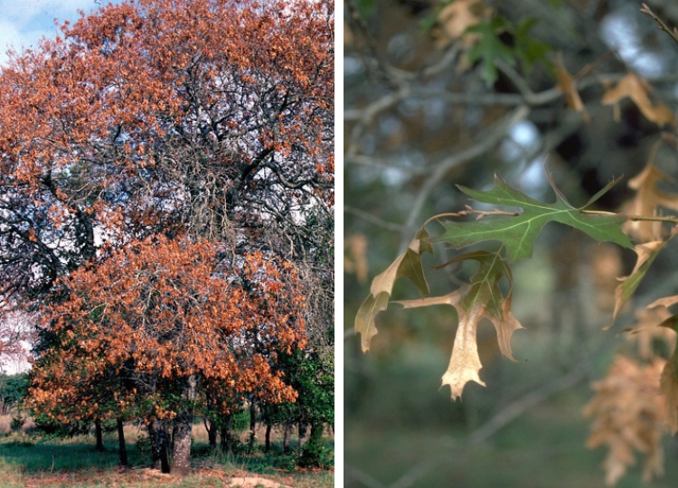 A seasoned oak tree killed by oak wilt.