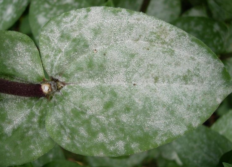 Powdery mildew symptoms on a leaf.