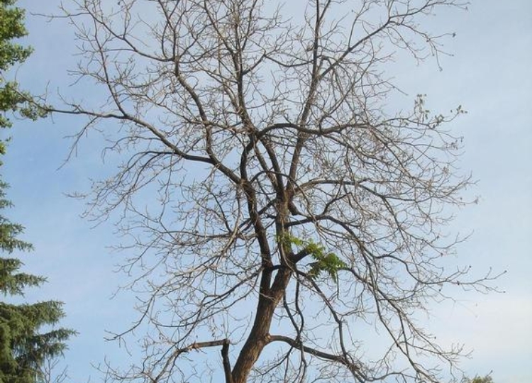 A black walnut tree killed by thousand cankers disease.