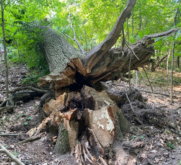 A fallen tree after a storm in Granger, IN.