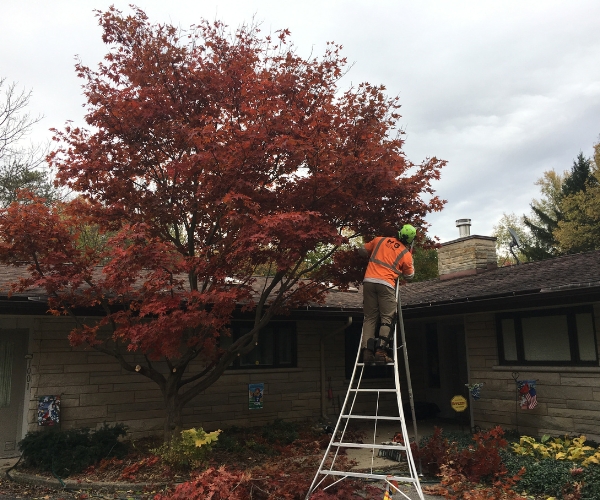 An arborist of Higher Ground Tree Care, pruning a red maple tree growing beside a home in Niles, MI.