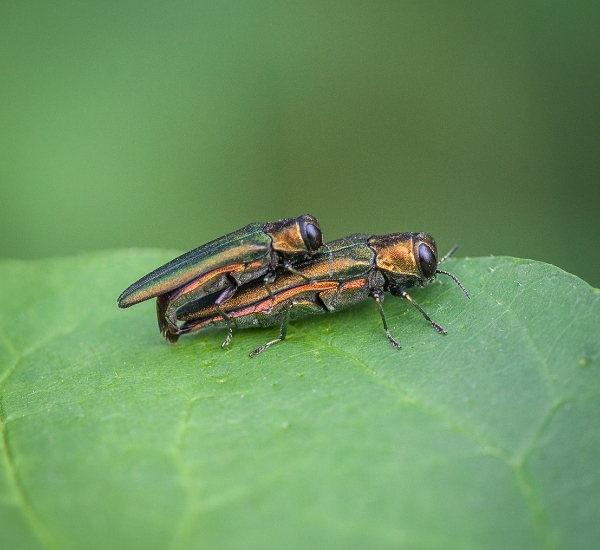 Emerald ash borer as one of the invasive pests for trees in Indiana.