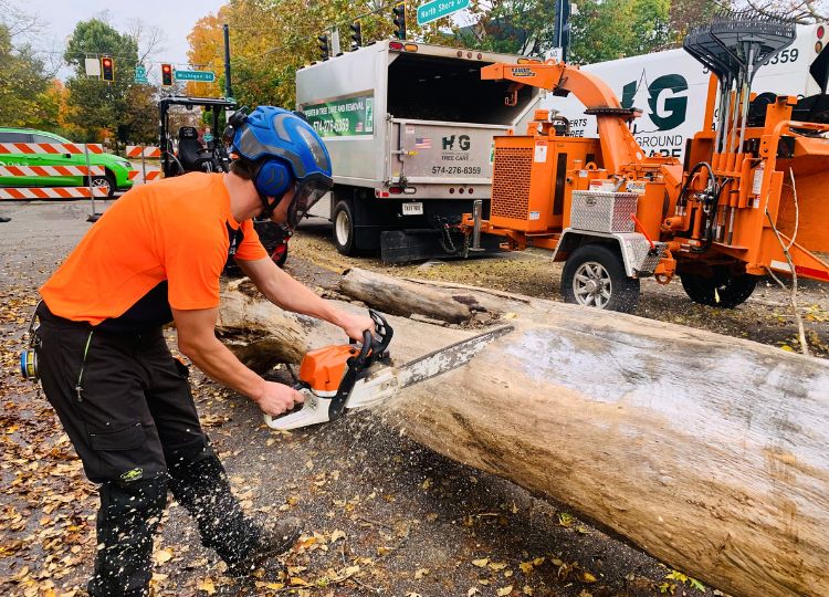 Arborists from Higher Ground Tree Care dismantling a large tree after it has been cut down in Michiana. 