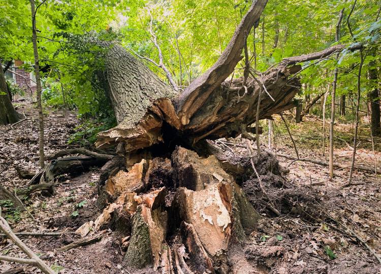 A tree with structural damage that fell onto a home in the Michiana area. 