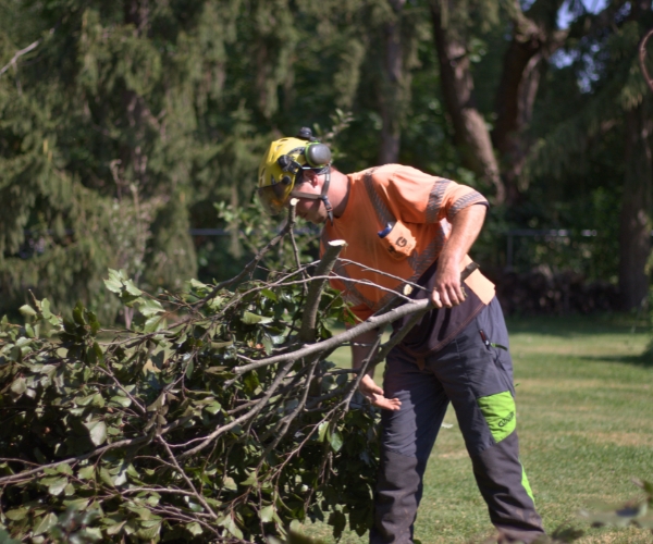 Ground crew cleaning up some debris of a fallen three in Michiana.