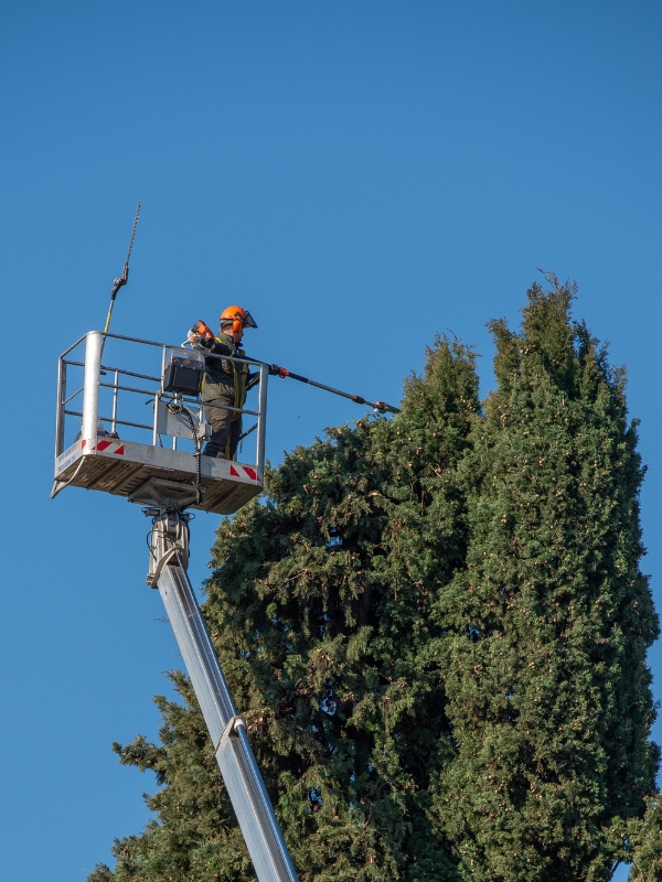 Structural pruning by an arborist of Higher Ground Tree Care in Michiana.