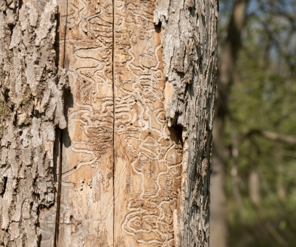 Emerald ash borer tracks underneath the bark of an infested tree in Michigan.