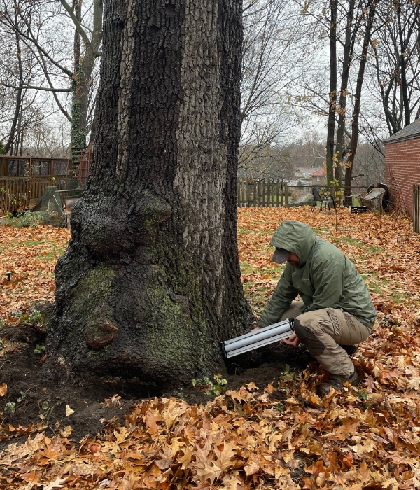 A PHC crew inspecting a tree using a resistograph in Elkhart, IN.