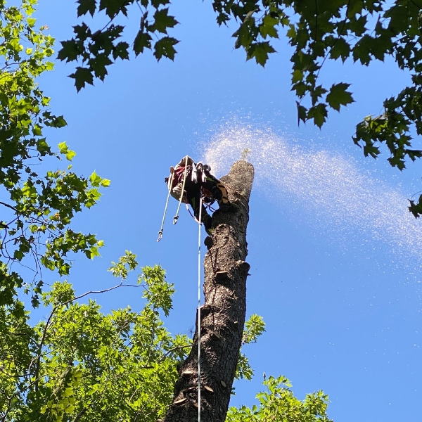 An Arborist on a tree for a removal on a property in Michigan.